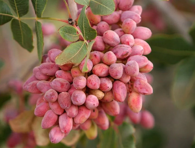 مجله کسب و کار