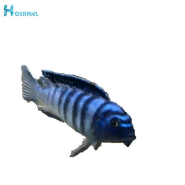 مجله کسب و کار