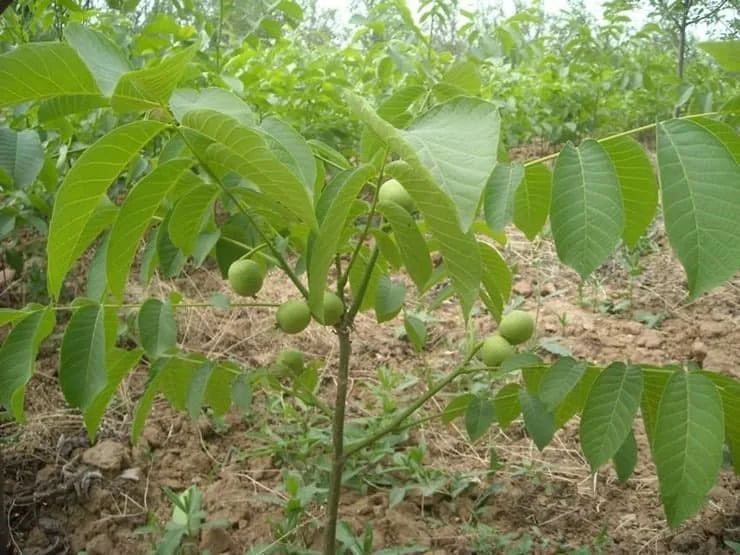 مجله کسب و کار