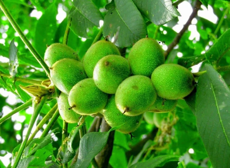 مجله کسب و کار