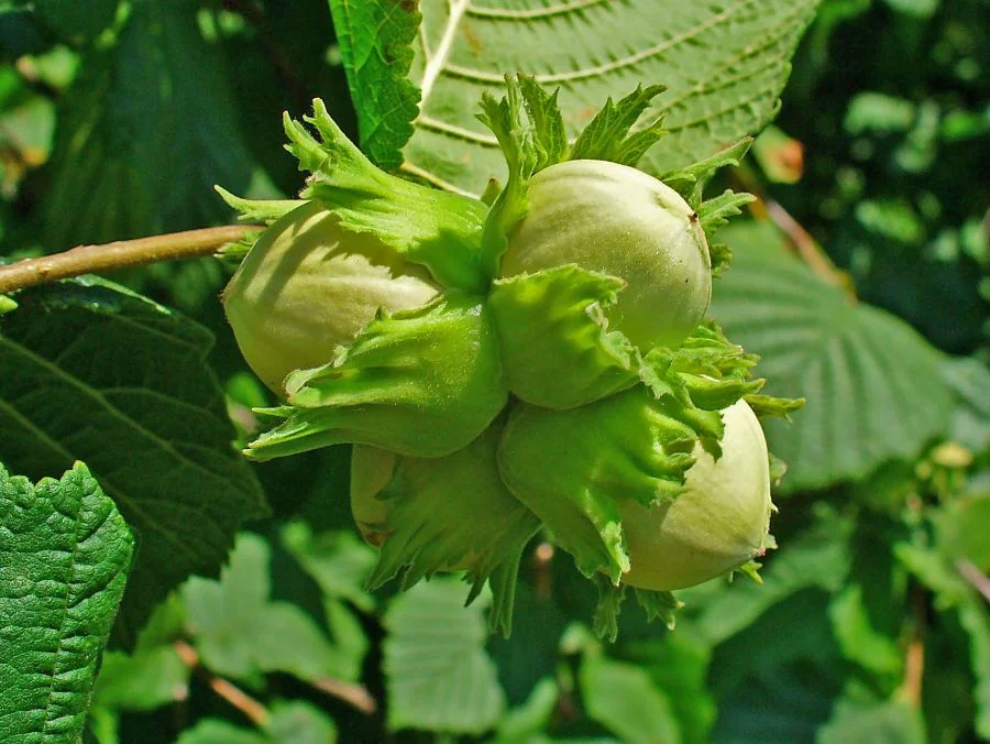 مجله کسب و کار