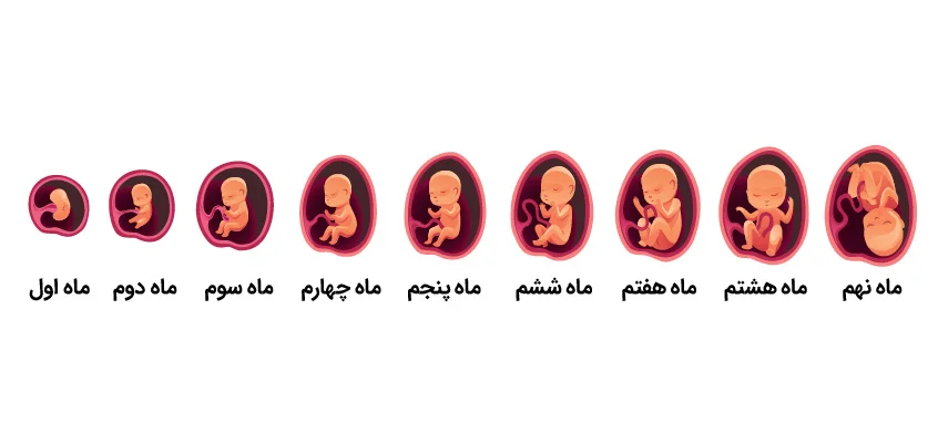 از کجا بفهمم وزن جنین خوبه | جدول وزن جنین هفته به هفته | صدک وزن جنین در سونوگرافی