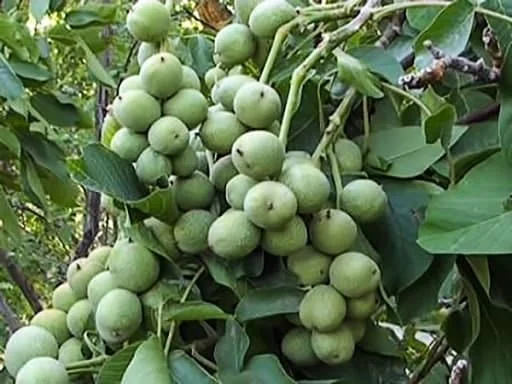 مجله کسب و کار