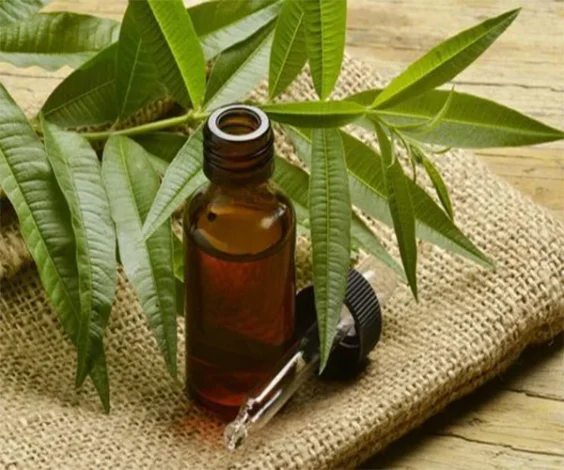 Benefits of tea tree oil for skin and hair
