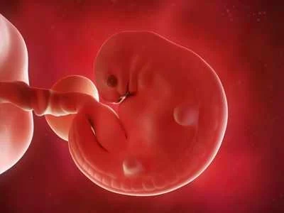 The normal size of the head circumference of the fetus during the months of pregnancy