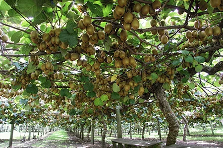 Perennial kiwi fruit