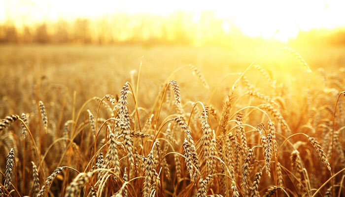 مازندران ظرفیت لازم برای ارتقای کیفیت گندم را دارد - خبرگزاری مهر | اخبار ایران و جهان