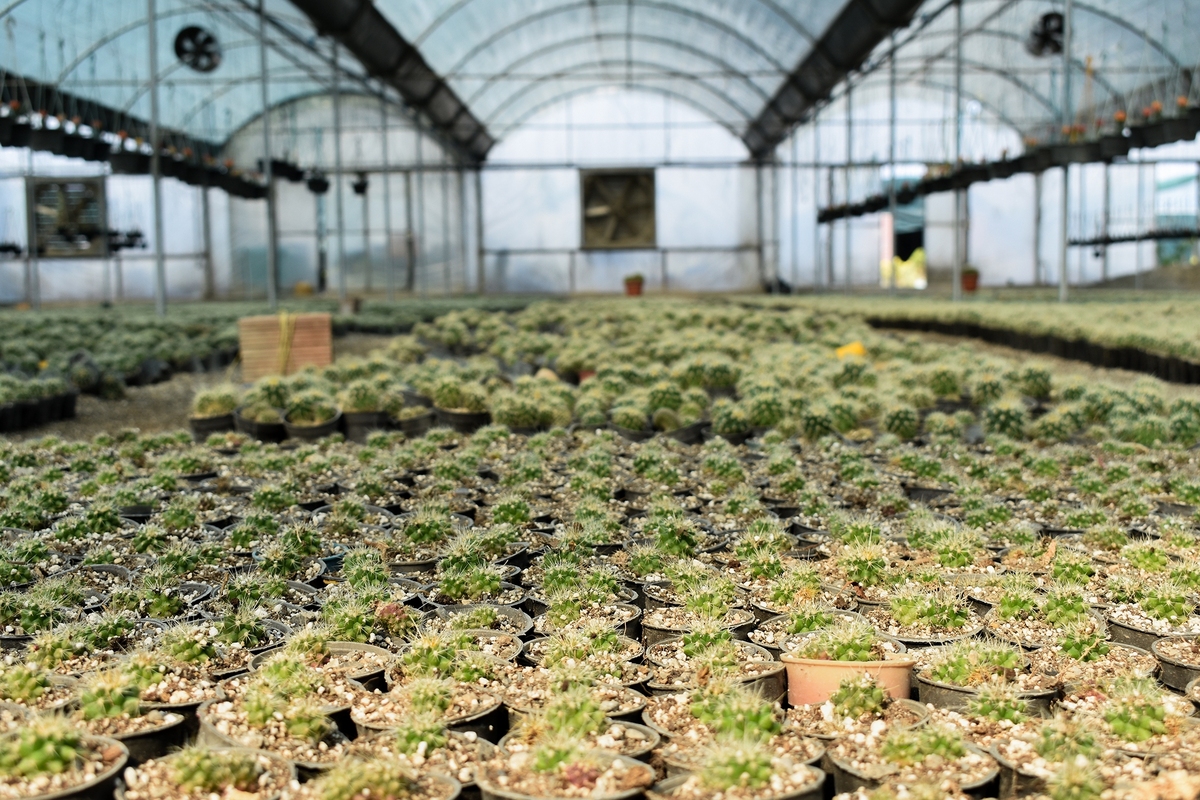 توسعه اشتغالزایی در اقتصاد گیاهان زینتی با هدایت استارت‌آپ‌ها