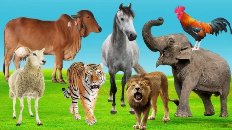 صدای حیوانات برای یادگیری کودکان