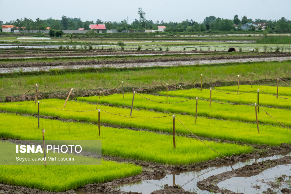 افزایش ضریب تبدیل برنج با ورود کمباین‌های تخصصی و اصلاح شالیکوبی‌ها