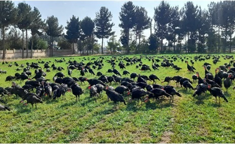 تلاش محققان برای دستیابی به کشاورزی دانش‌بنیان/ تولید بذر هیبرید در گلخانه شیشه‌ای ۵ هکتاری