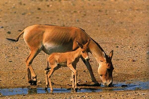 از تولد سومین کره گورخر ایرانی تا زنده گیری توله یوز مصدوم