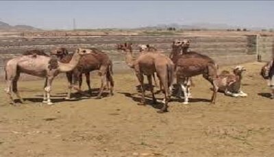 توسعه پرورش شتر شیری در سیستان و بلوچستان