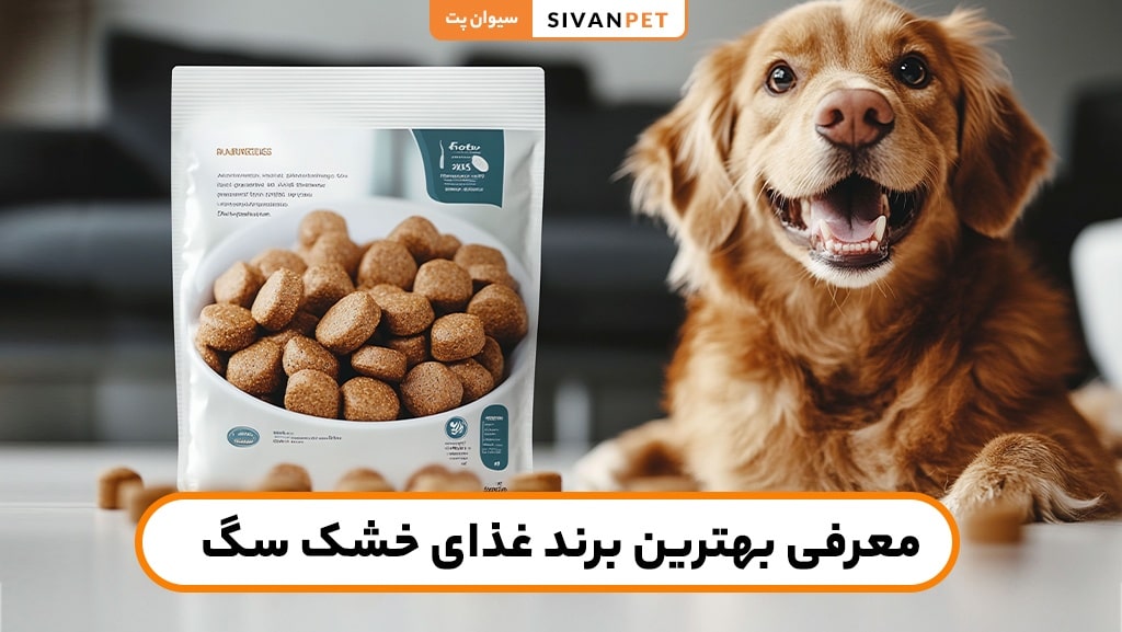 تغذیه | سگ