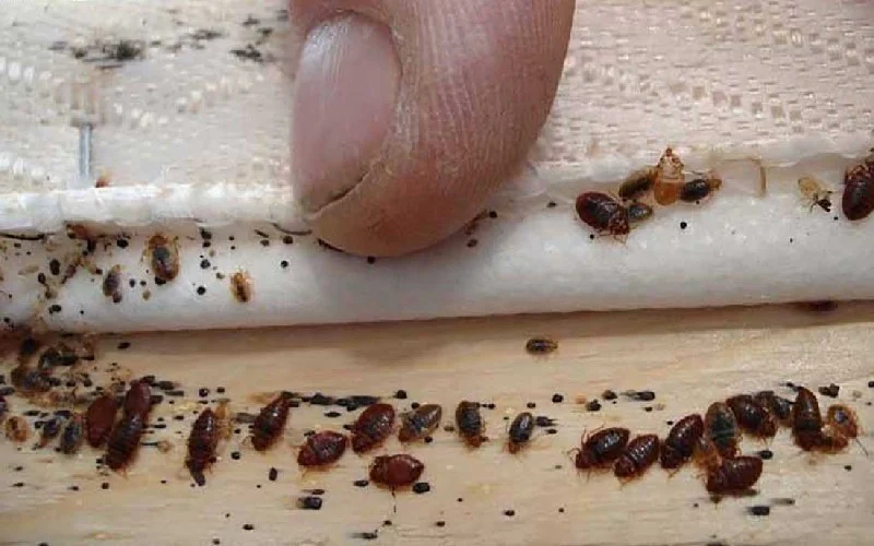 مجله کسب و کار